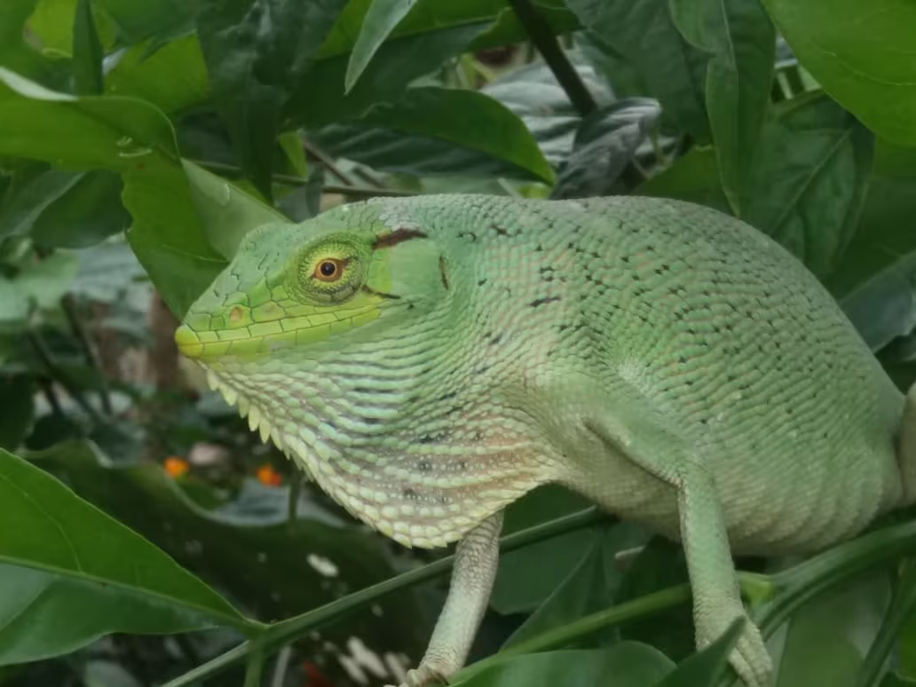 Lagartija verde entre el follaje de la reserva