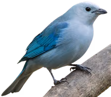 Azulejo (Thraupis episcopus)