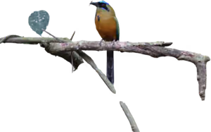 Barranquero (Momotus subrufescens)