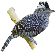 Batará barrado (Thamnophilus doliatus)