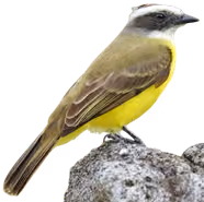 Bienteveo común (Myiozetetes similis)