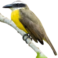 Bienteveo pitanguá (Megarynchus pitangua)