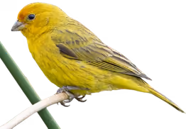 Canario (Sicalis flaveola)