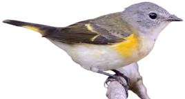 Candelita norteña (Setophaga ruticilla)