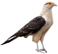 Cara cara (Milvago chimachima)