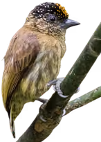 Carpintero olivaceus (Picumnus olivaceus)