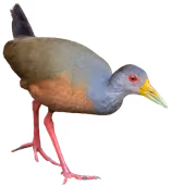 Chilacoa (Aramides cajaneus)