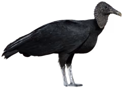 Chulo (Coragyps atratus)