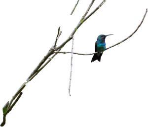 Colibrí de goudot (Chrysuronia goudoti)