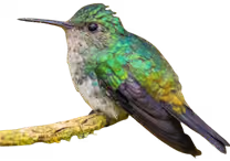 Colibrí de Julia (Chlorestes julie)