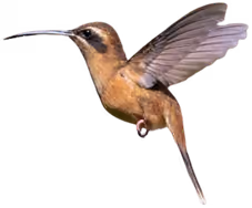 Colibrí ermitaño (Phaethornis striigularis)