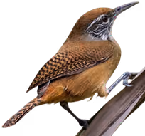 Cucarachero pechihabano (Cantorchilus leucotis)