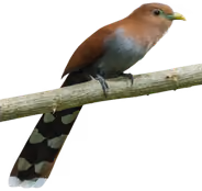 Cuco ardilla (Piaya cayana)