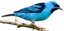 Dacnis azul (Dacnis cayana)