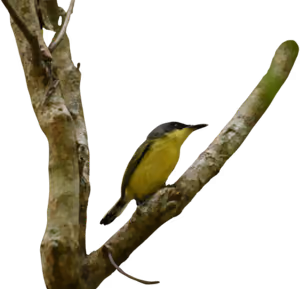 Espátula común (Todirostrum cinereum)