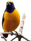 Eufonia del magdalena (Euphonia concinna)