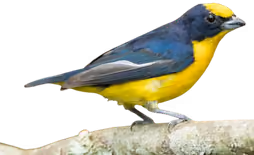 Eufonia piquigruesa (Euphonia laniirostris)