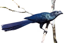 Garrapatero (Crotophaga major)