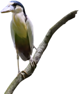 Garza cucharón (Cochlearius cochlearius)