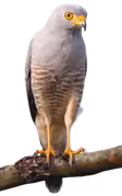 Gavilán (Rupornis magnirostris)