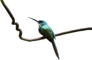 Jacamar (Galbula ruficauda)