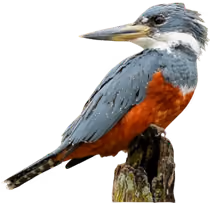 Martín pescador (Megaceryle torquata)