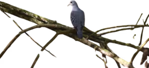 Palomita azul (Claravis pretiosa)