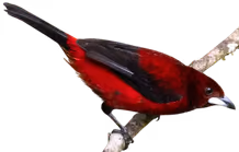 Pico plata (Ramphocelus dimidiatus)