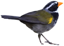 Pinzón piquinaranja (Arremon aurantiirostris)