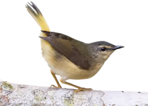Reinita culiparda (Myiothlypis fulvicauda)