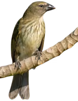 Saltador rayado (Saltator striatipectus)