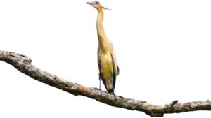 Silbadora (Syrigma sibilatrix)
