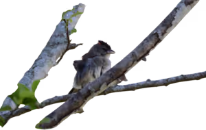 Soldadito capirotado (Coryphospingus pileatus)