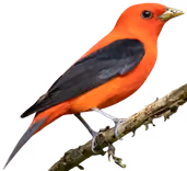 Tángara escarlata (Piranga olivacea)