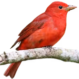 Tángara roja (Piranga rubra)