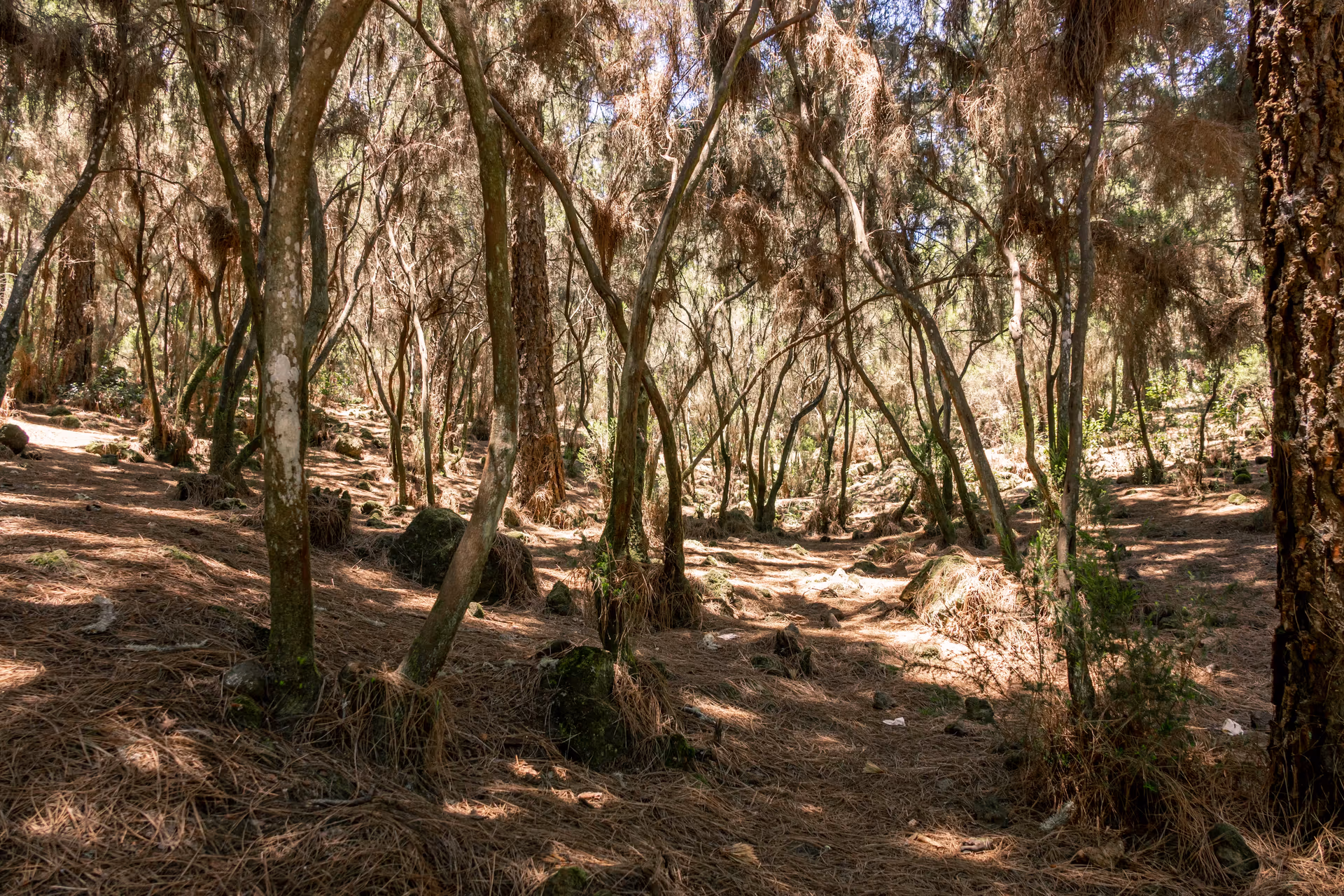 Bosque seco tropical de la reserva