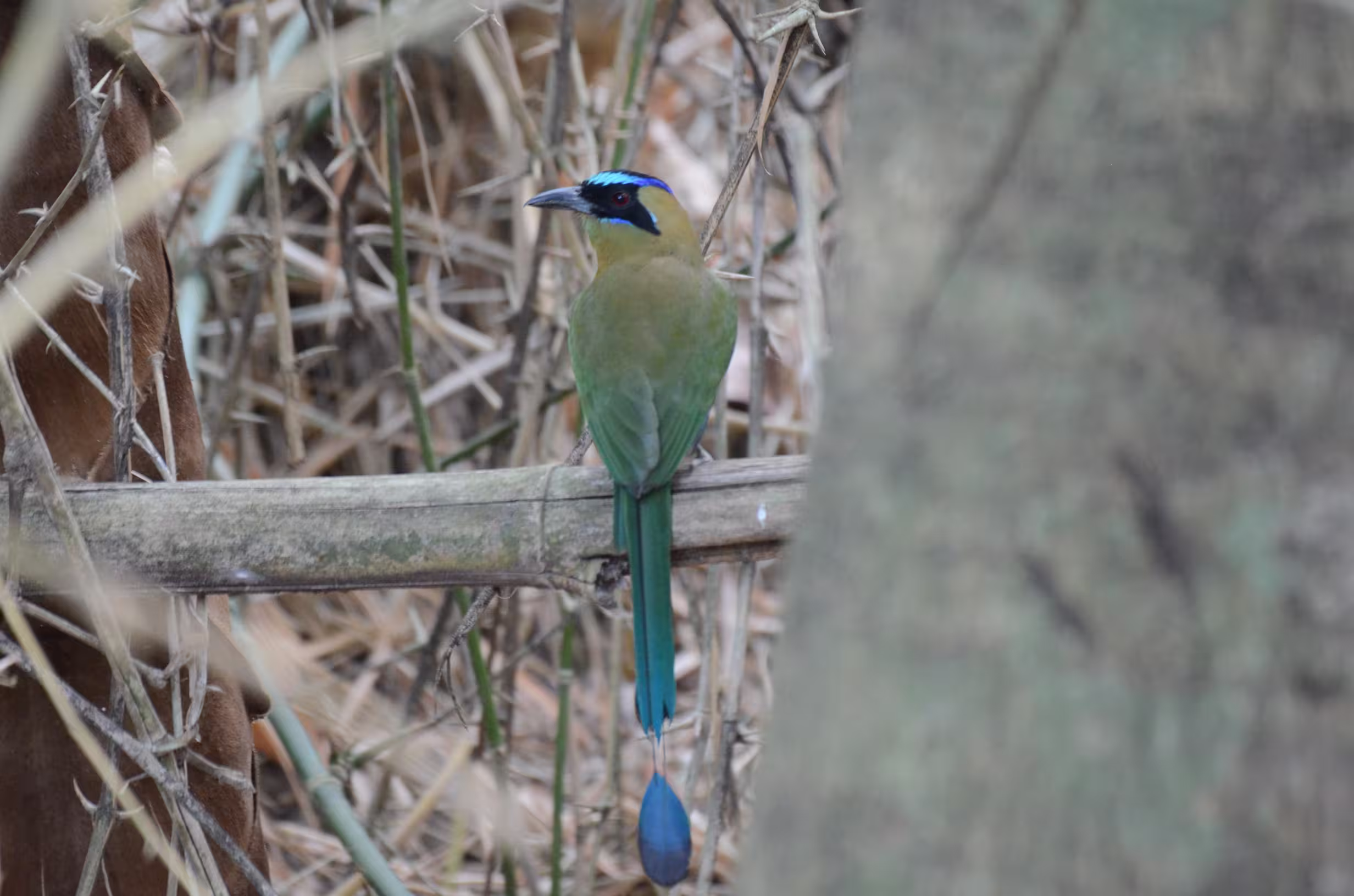 Aves observadas en la reserva 6