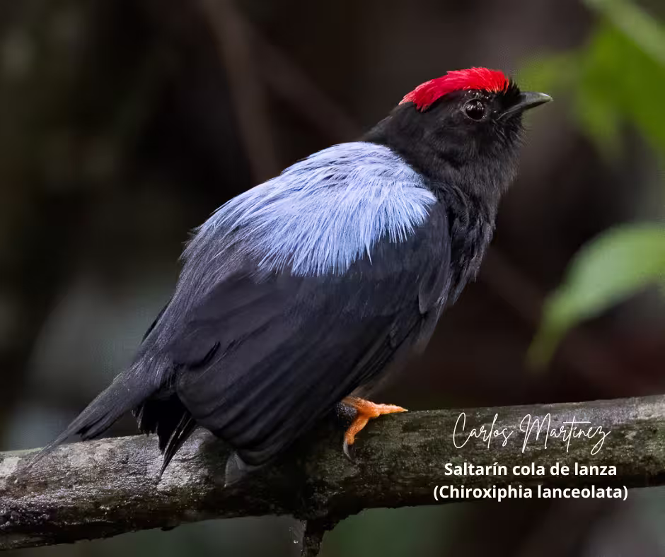 Aves observadas en la reserva 7