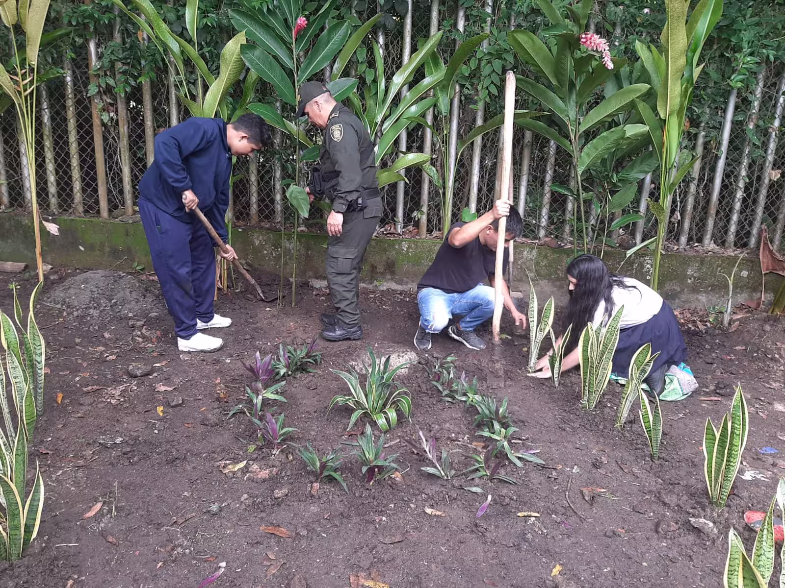 Proyectos de reforestación 3