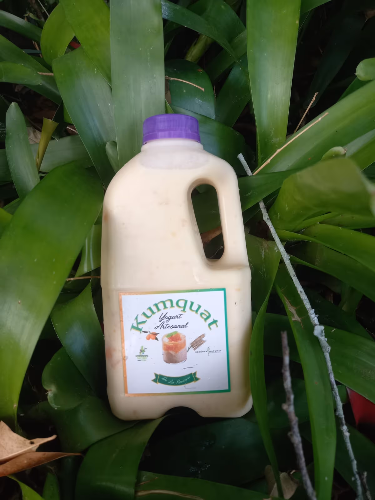 Elaboración artesanal del yogurt La Esmeralda (1)