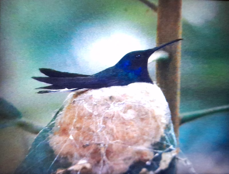 Experiencia en la reserva 6