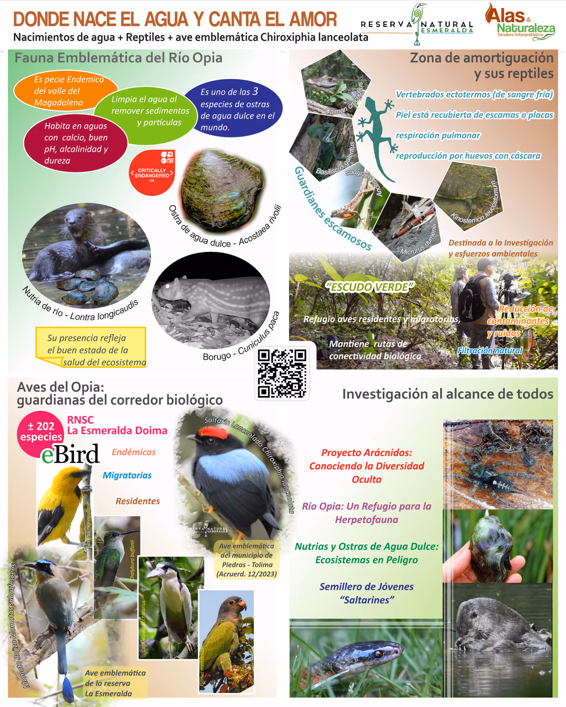Hablador: Donde nace el agua y canta el amor - Fauna del Río Opia, aves y reptiles